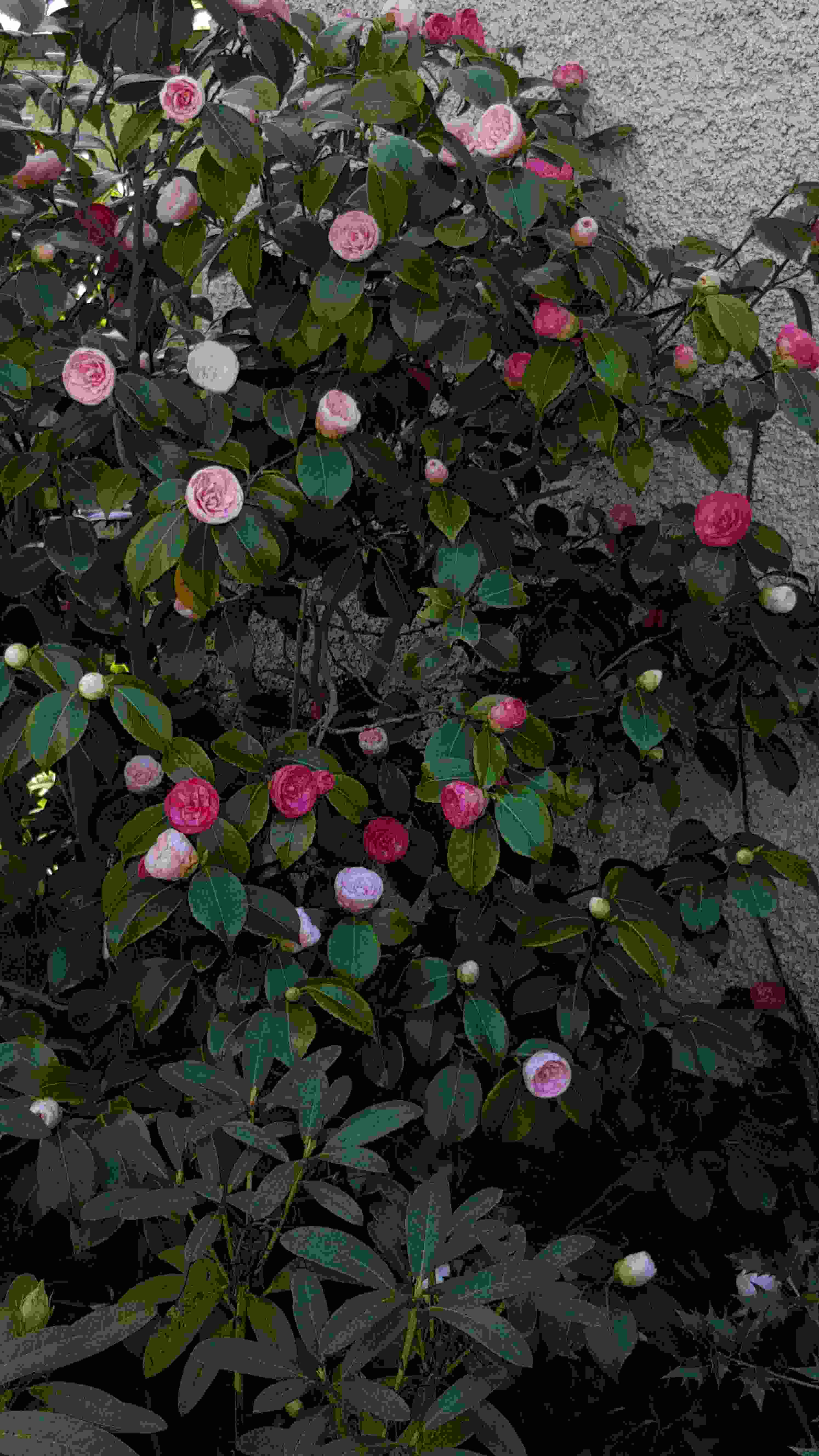 20170402camelia 1.jpg